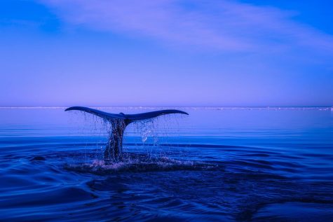 Free Willy