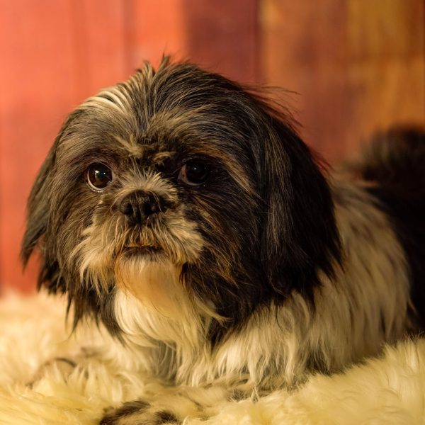 Shih Tszus Are the Best Dog Breed