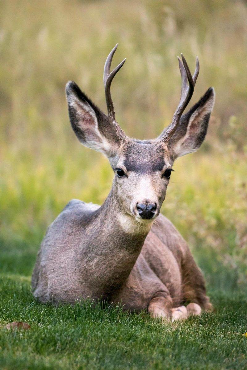 The November Deer Season in West Virginia: A Tradition of the Hunt